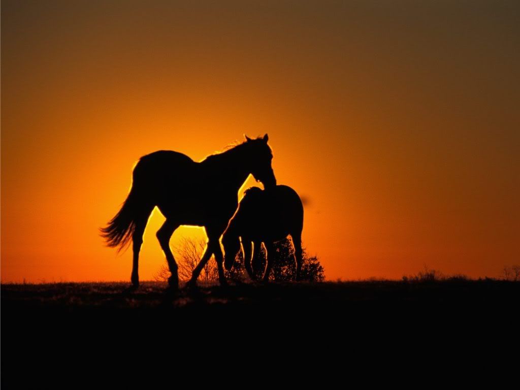 animal_0013.jpg