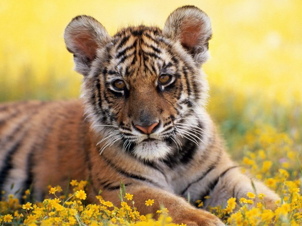 animal_0014.jpg