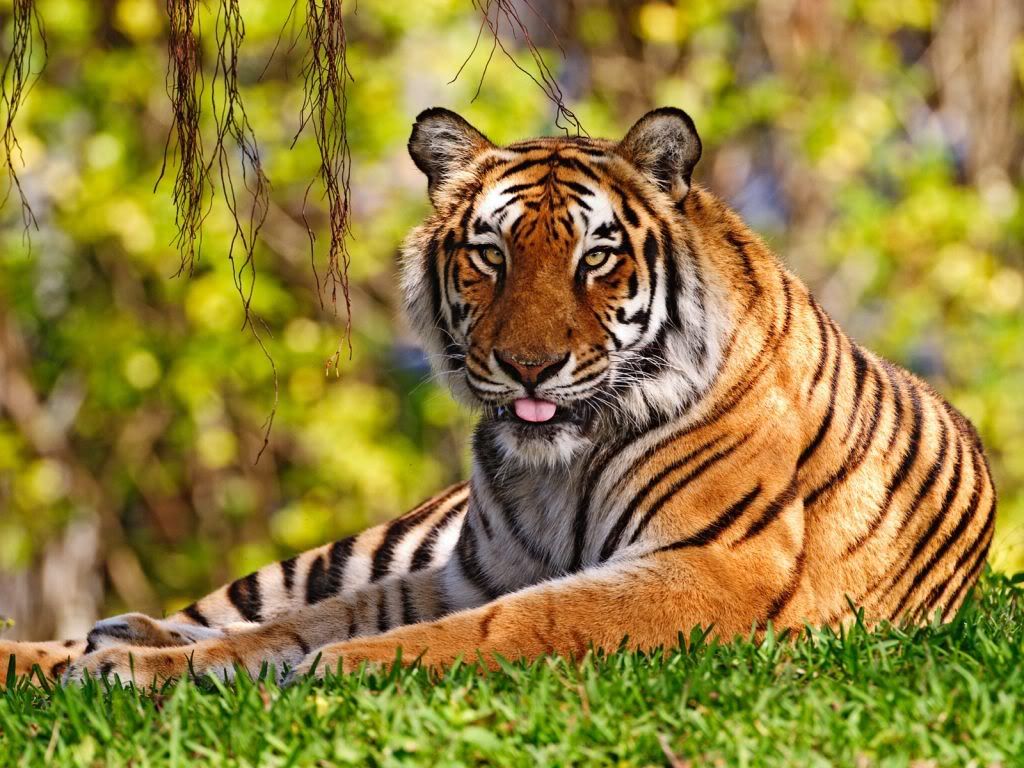 animal_0015.jpg