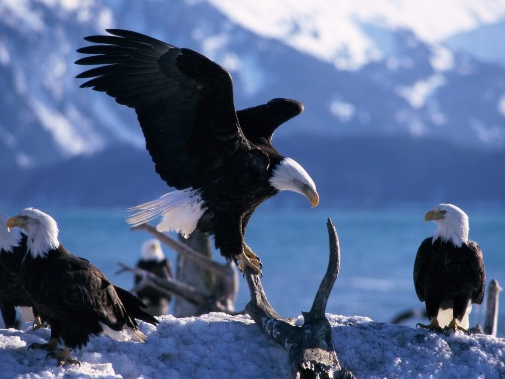 animal_0017.jpg