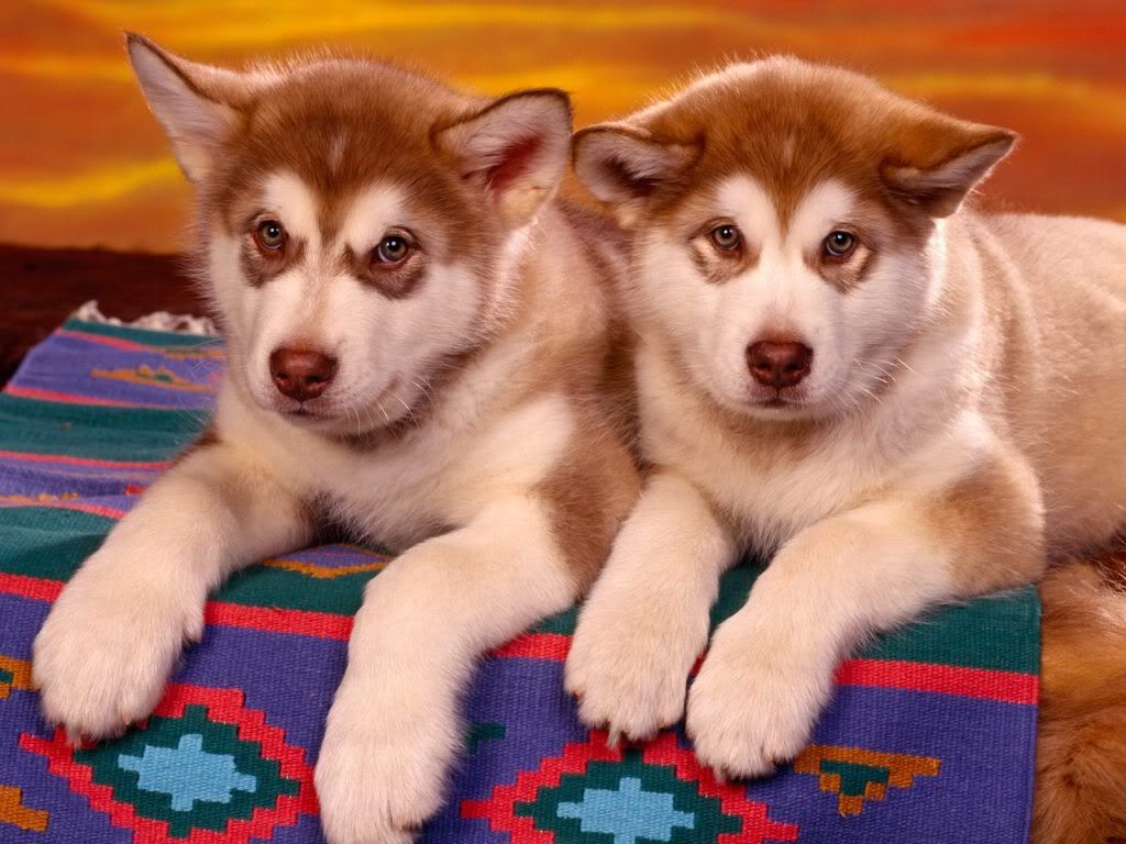 animal_0019.jpg