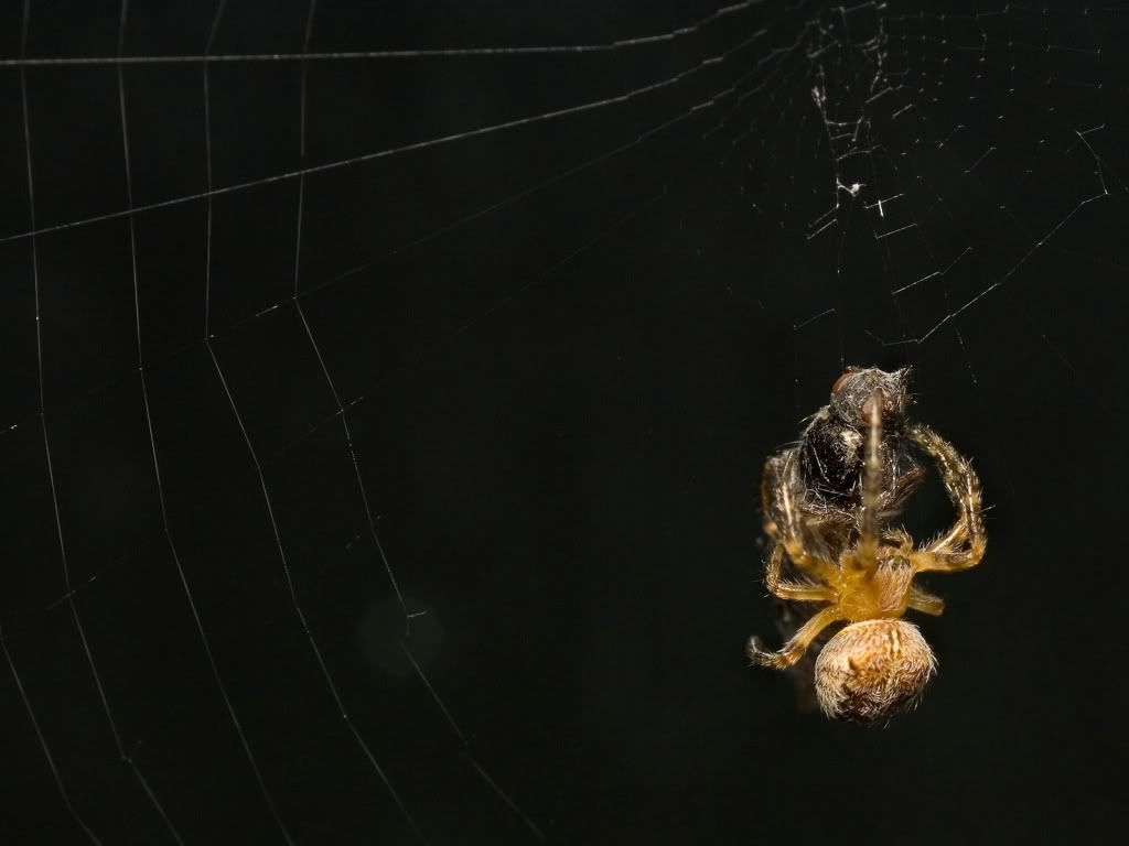animal_0020.jpg
