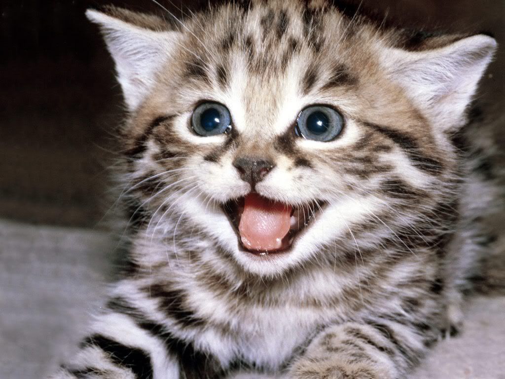 animal_0021.jpg