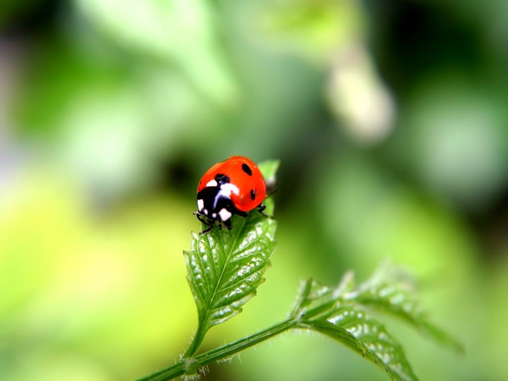 animal_0025.jpg
