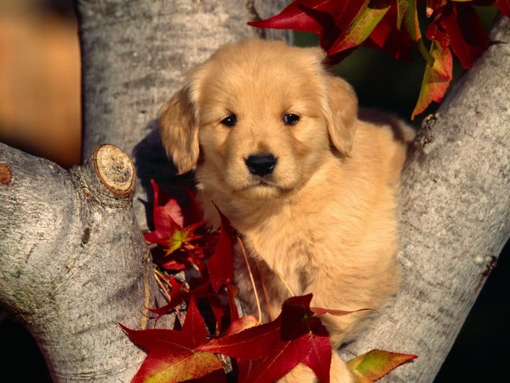 animal_0027.jpg