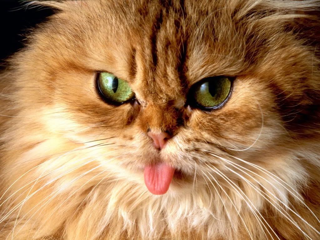 animal_0028.jpg