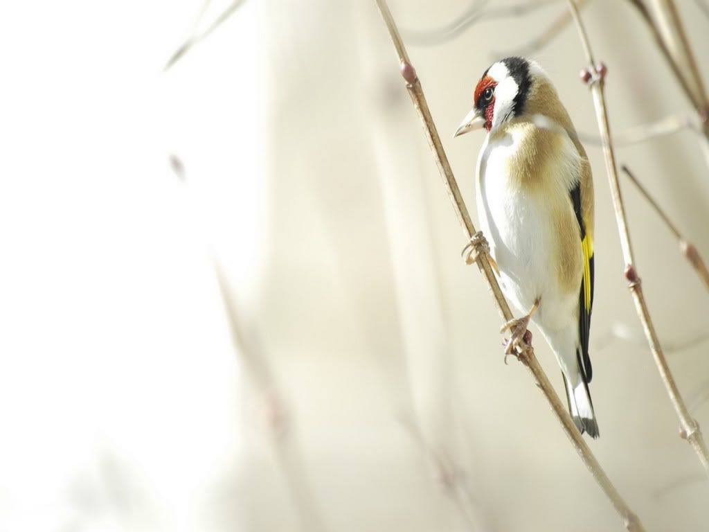 animal_0029.jpg