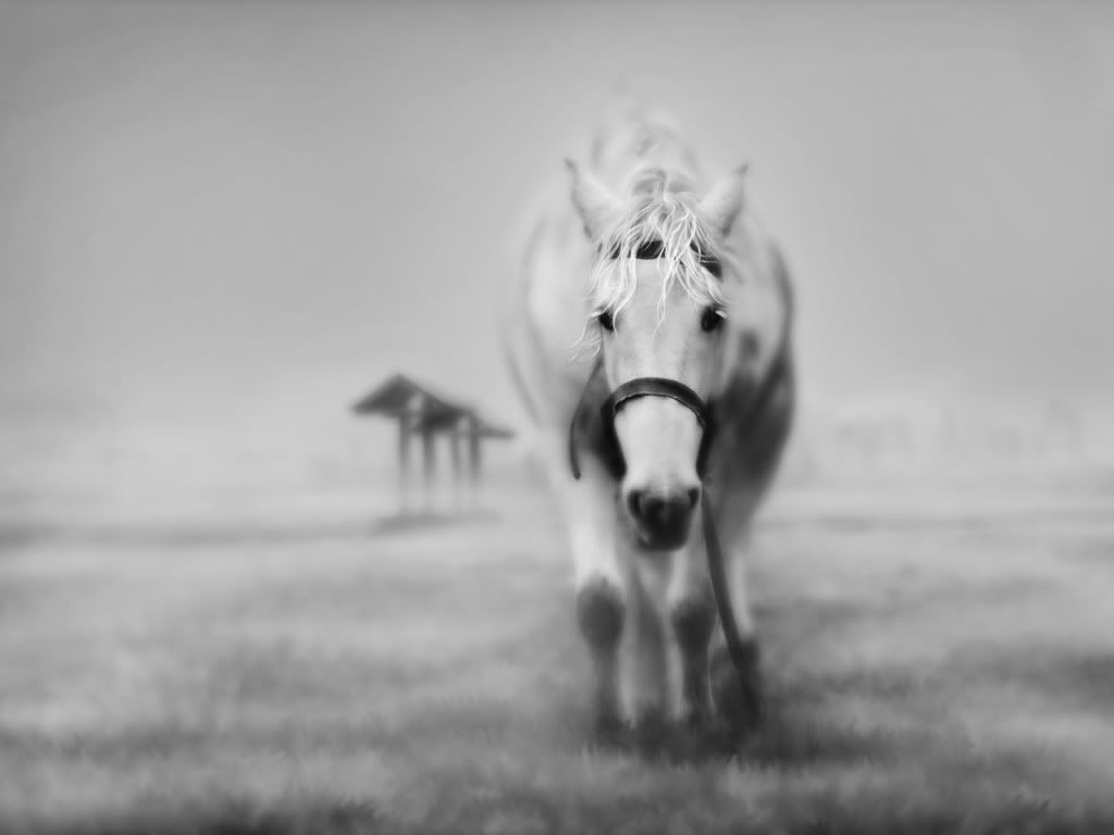animal_0030.jpg