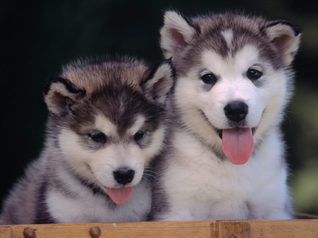 animal_0031.jpg