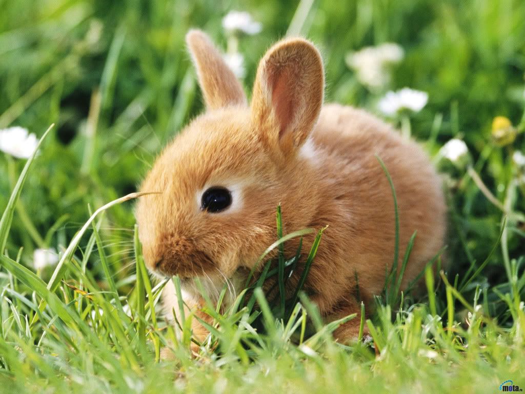 animal_0032.jpg