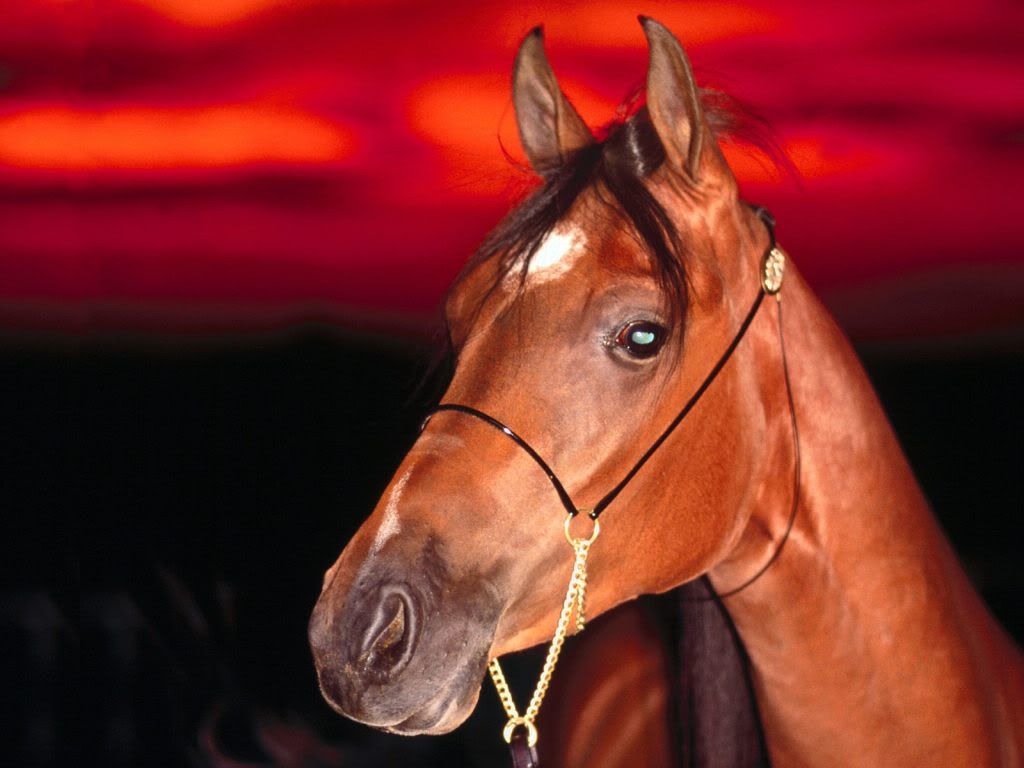 animal_0033.jpg