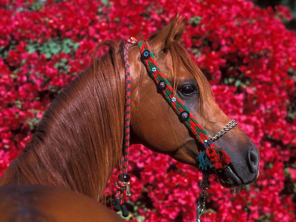 animal_0034.jpg