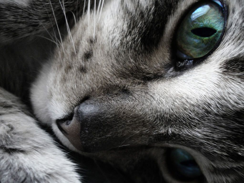 animal_0035.jpg