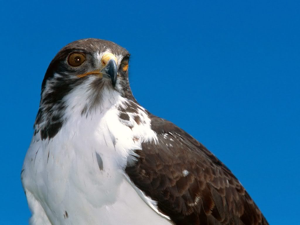 animal_0036.jpg