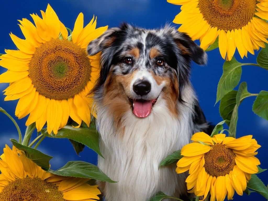animal_0037.jpg