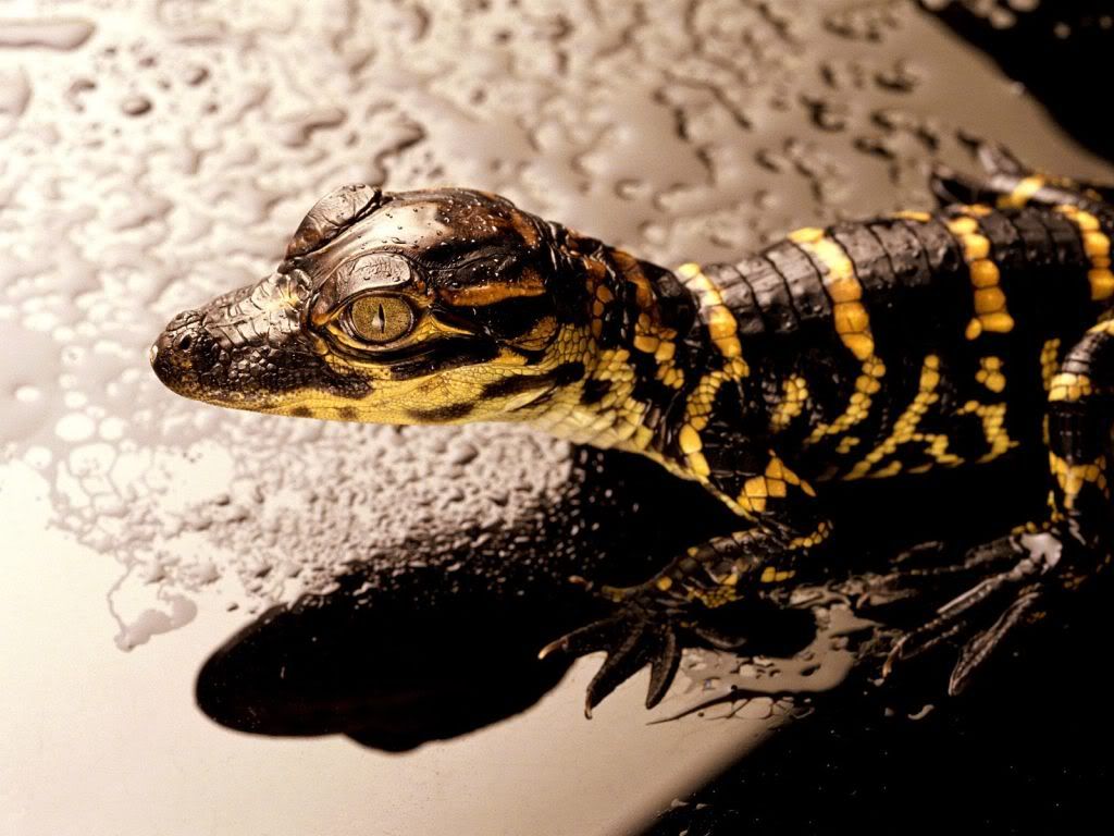 animal_0038.jpg