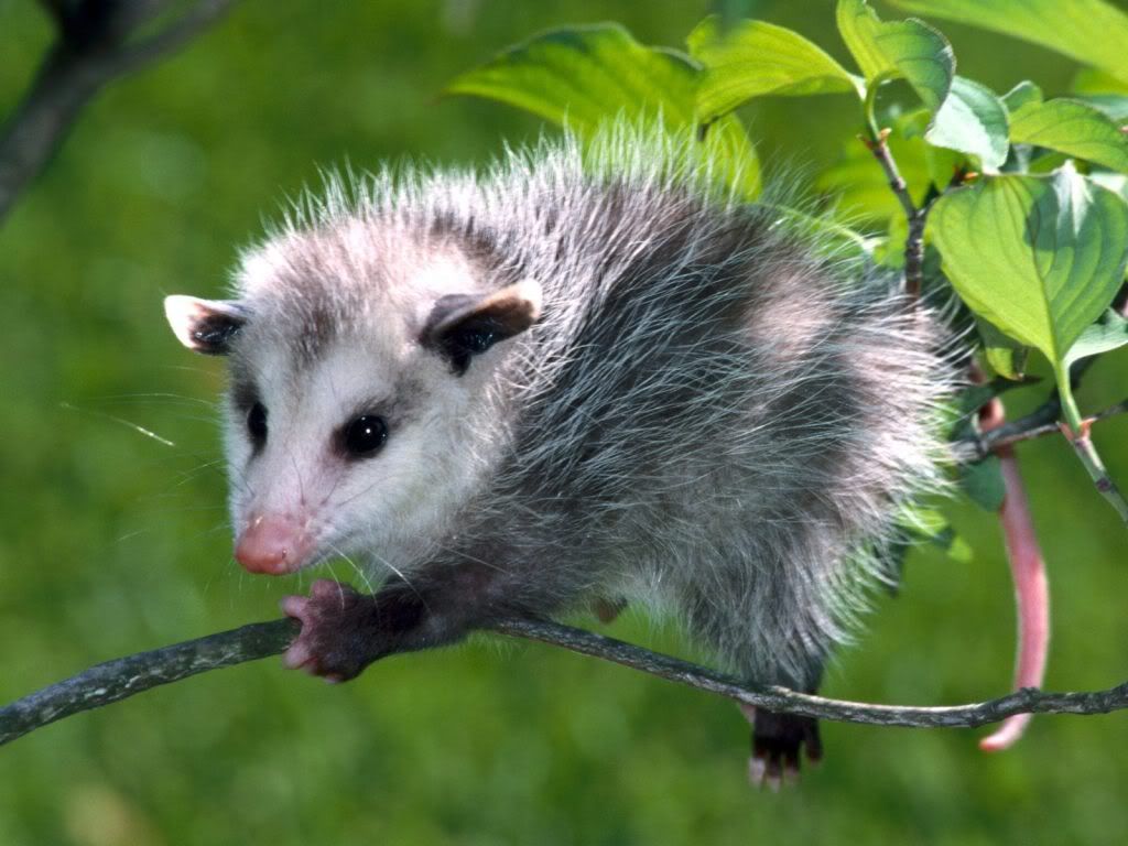 animal_0039.jpg