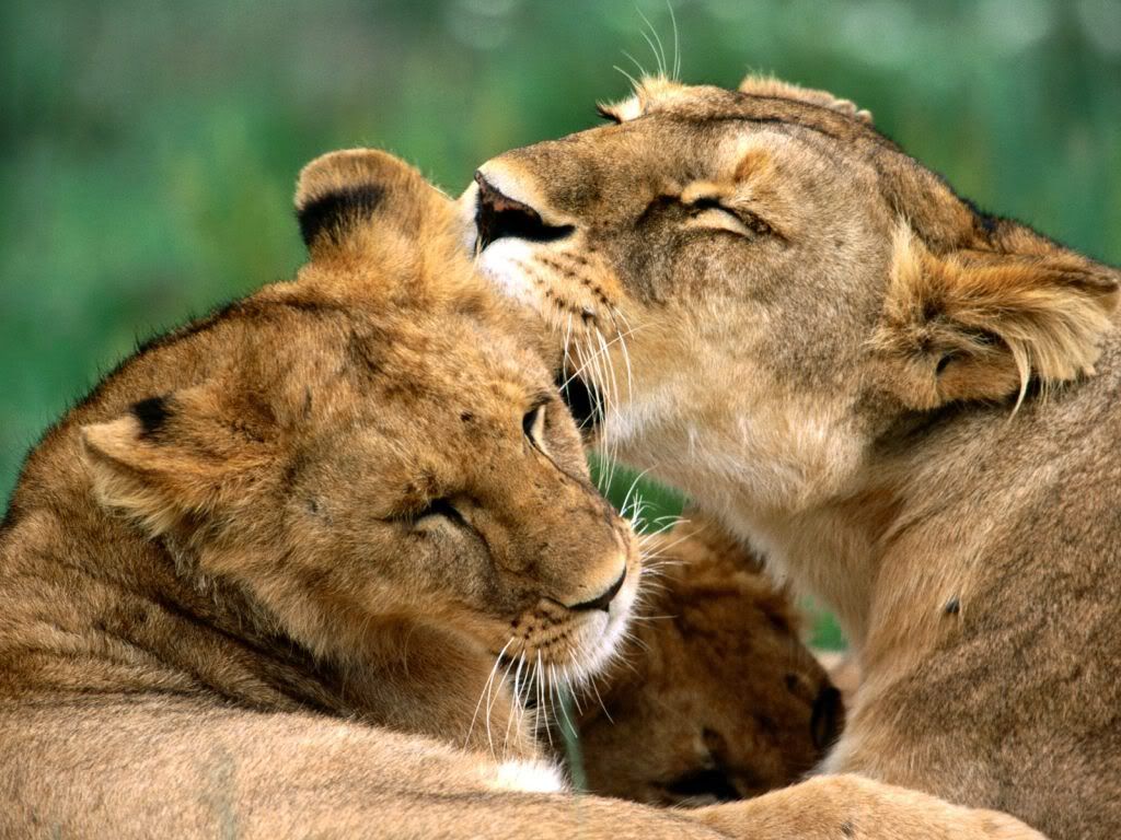 animal_0041.jpg