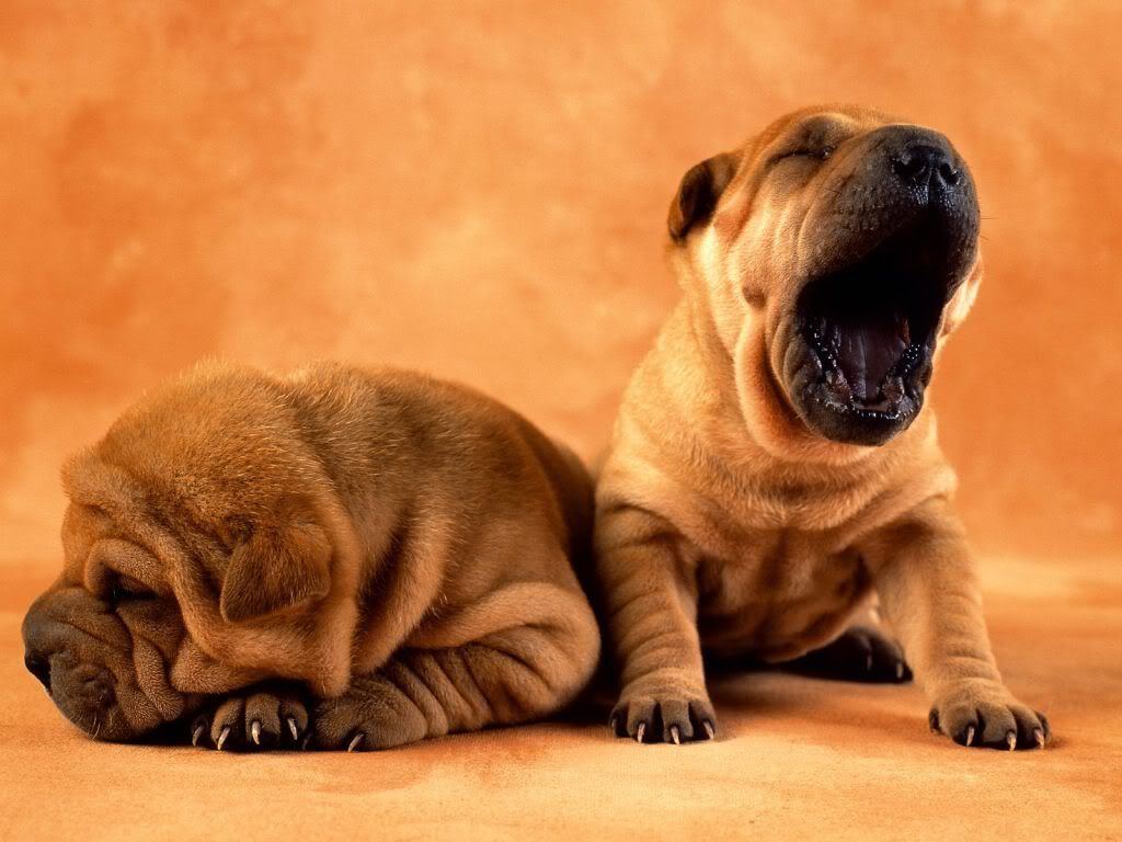 animal_0042.jpg