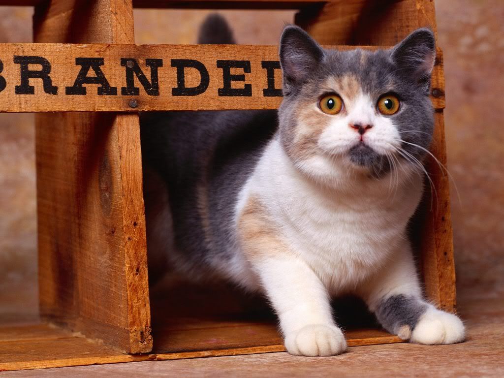 animal_0043.jpg