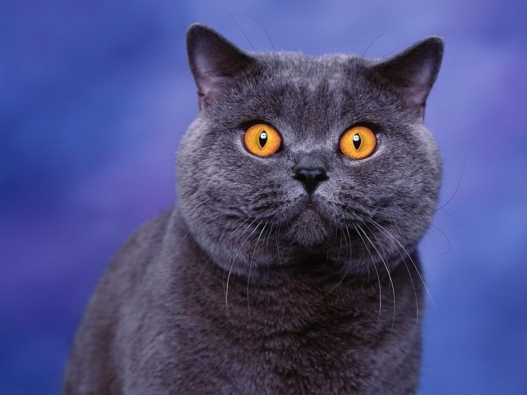 animal_0044.jpg