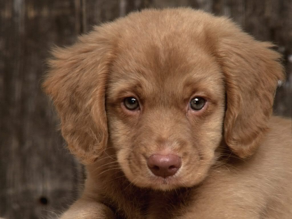 animal_0045.jpg