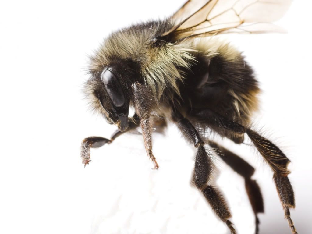 animal_0046.jpg