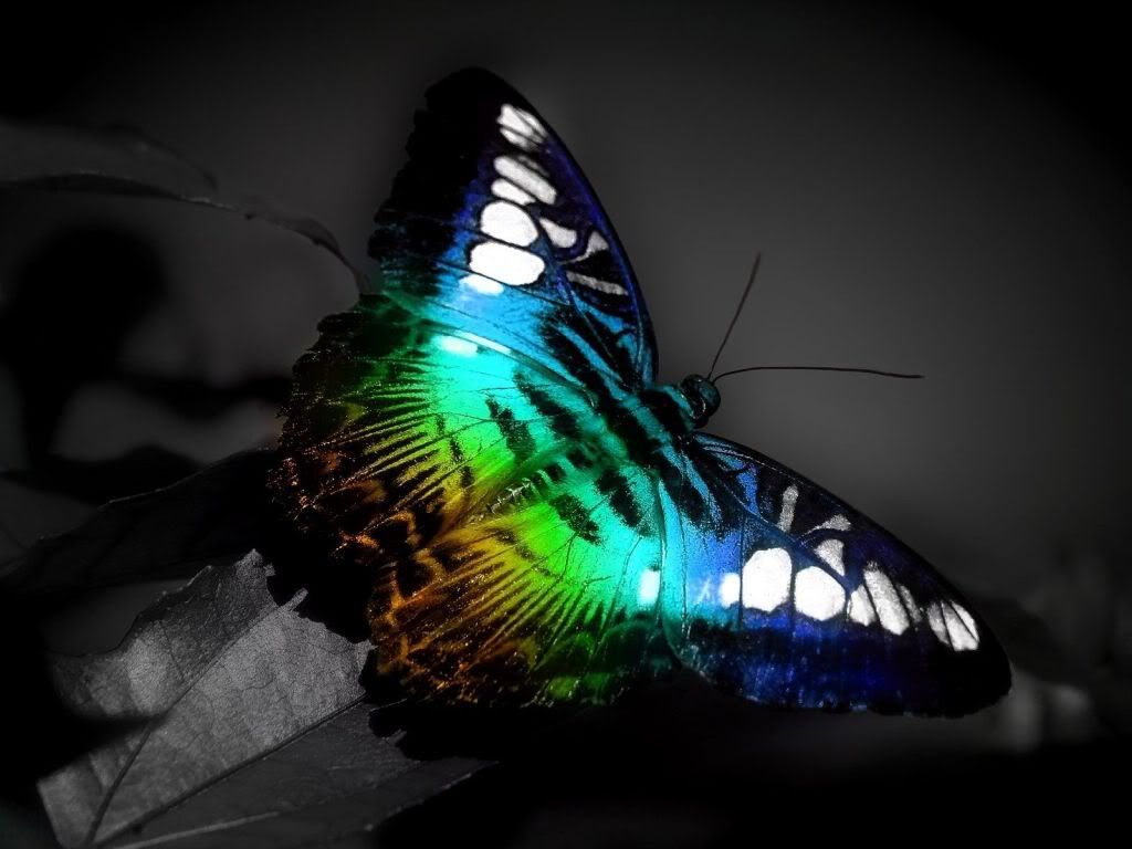 animal_0047.jpg