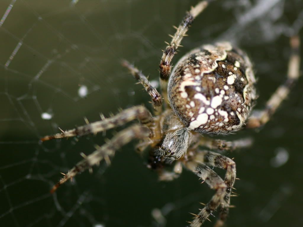 animal_0049.jpg