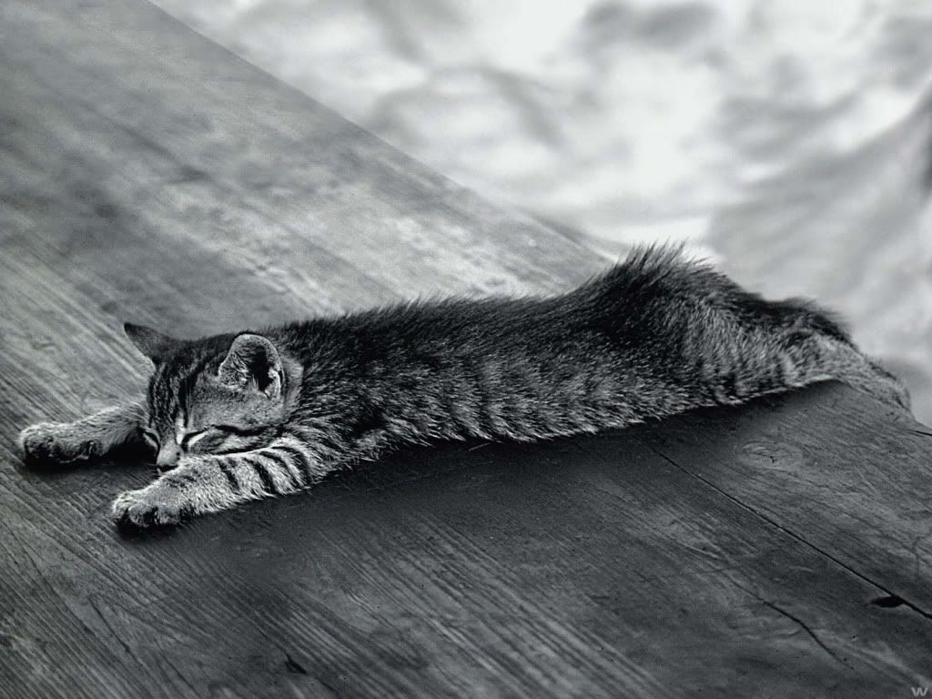 animal_0050.jpg