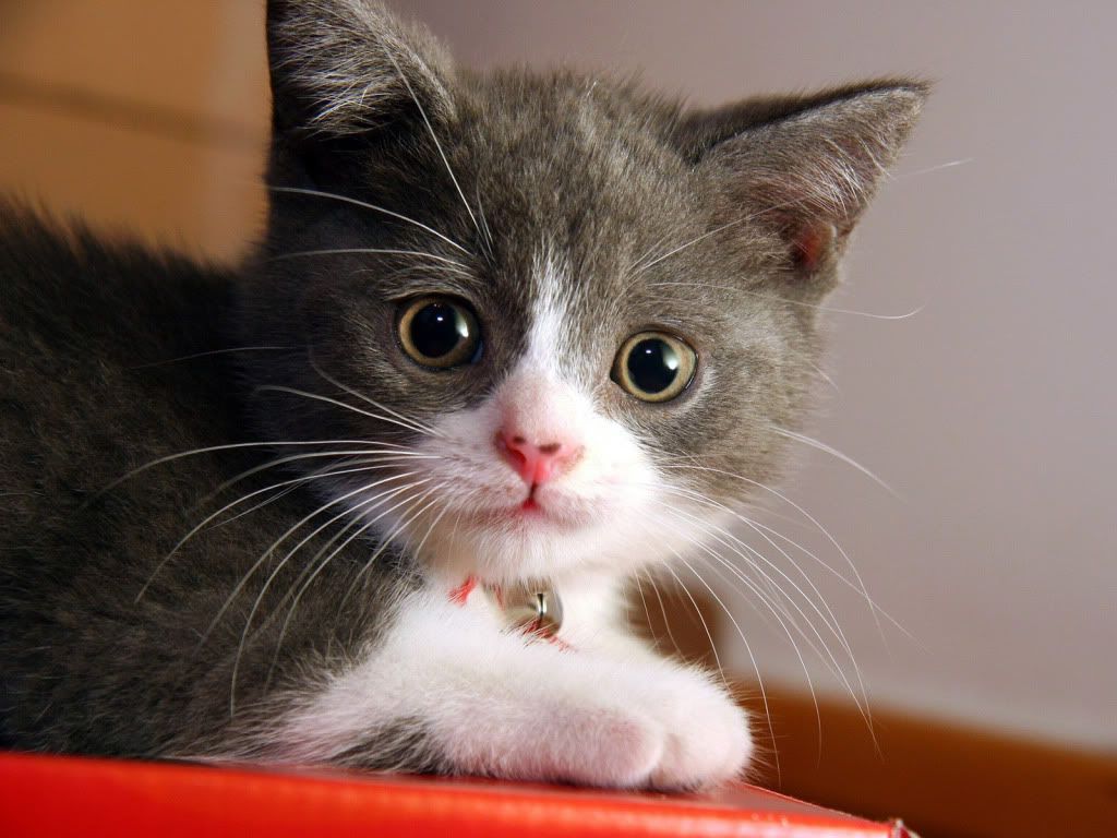 animal_0051.jpg