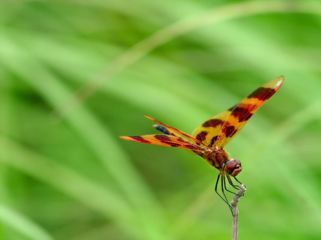 animal_0052.jpg