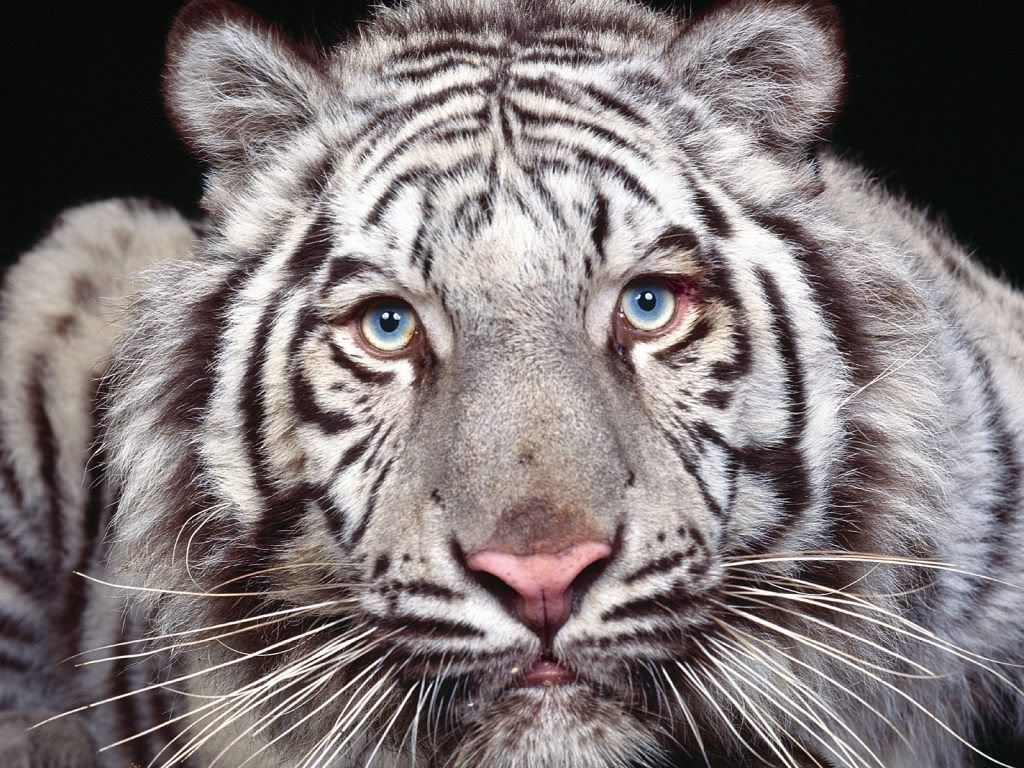 animal_0053.jpg