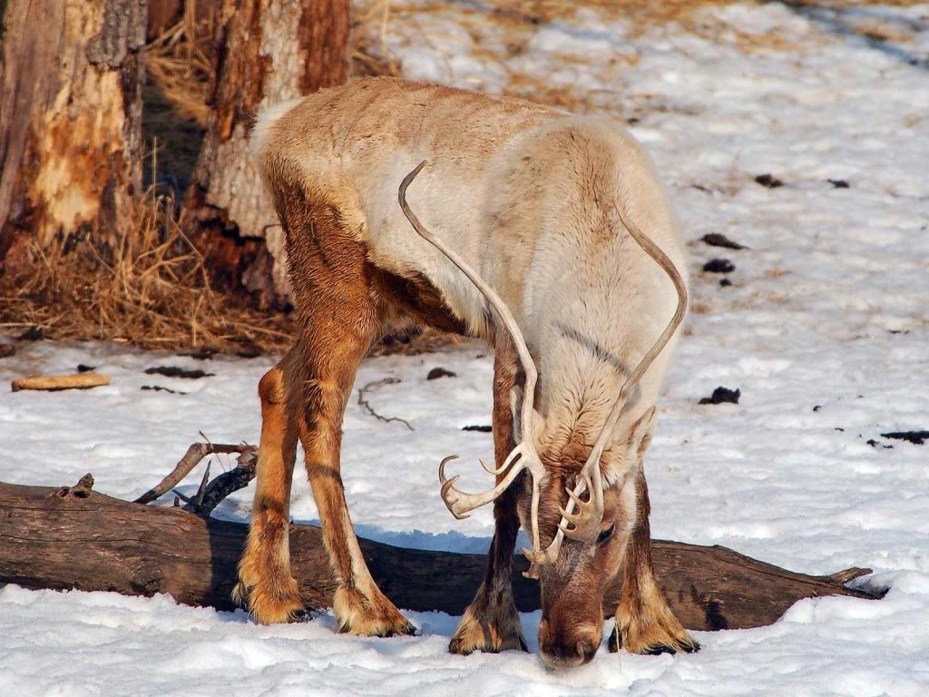 animal_0054.jpg