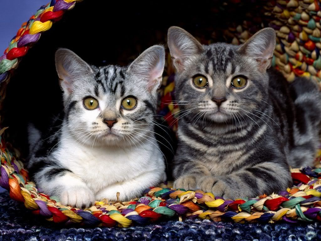 animal_0055.jpg