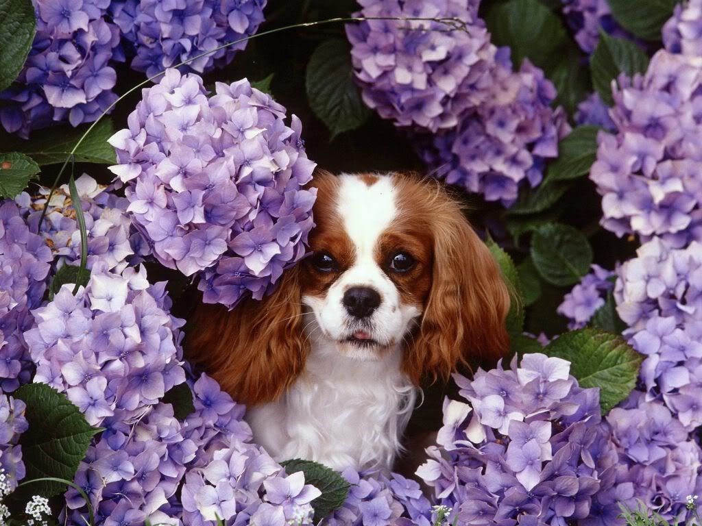 animal_0056.jpg