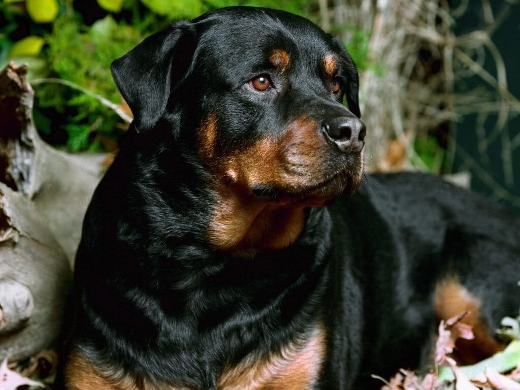 animal_0057.jpg