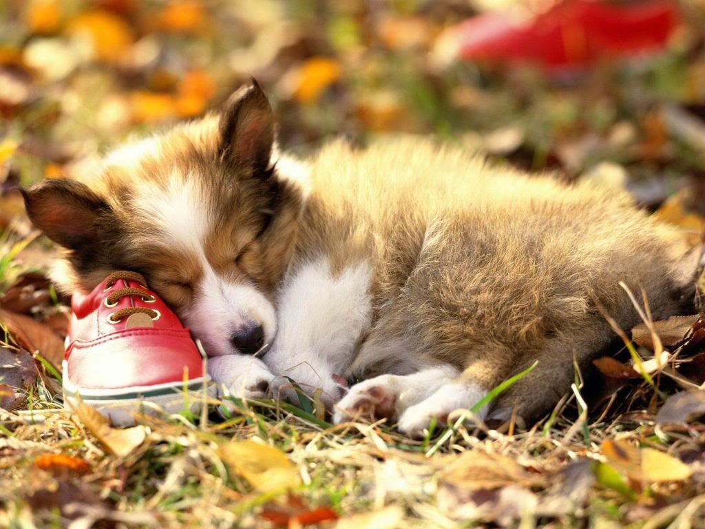 animal_0058.jpg