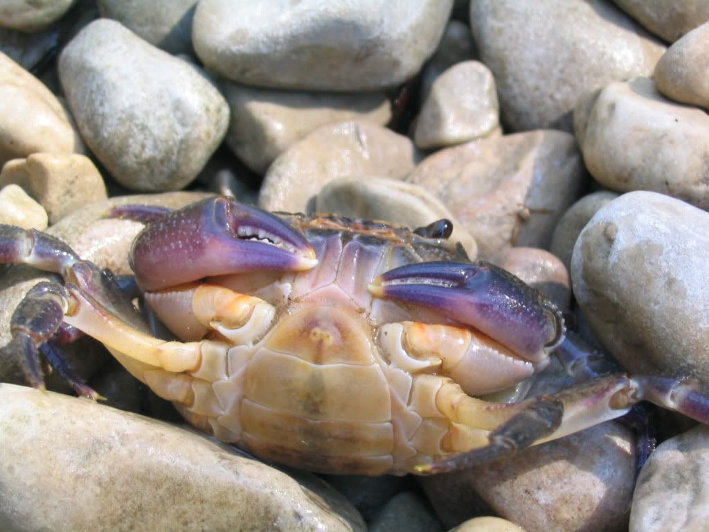 animal_0059.jpg