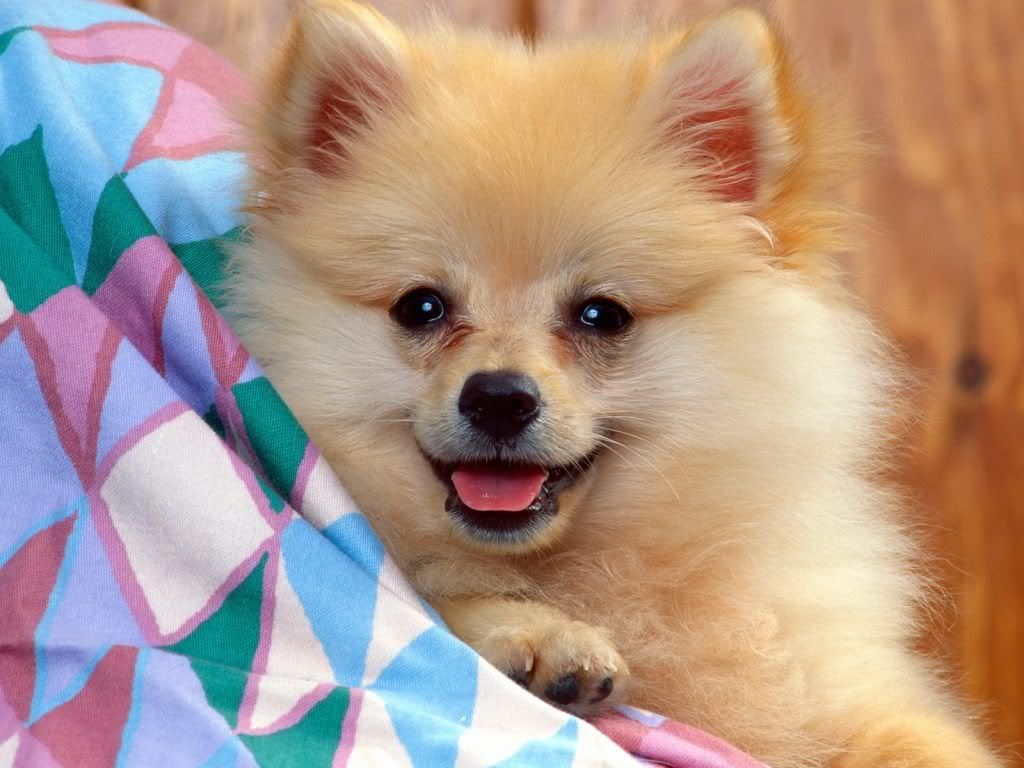 animal_0060.jpg