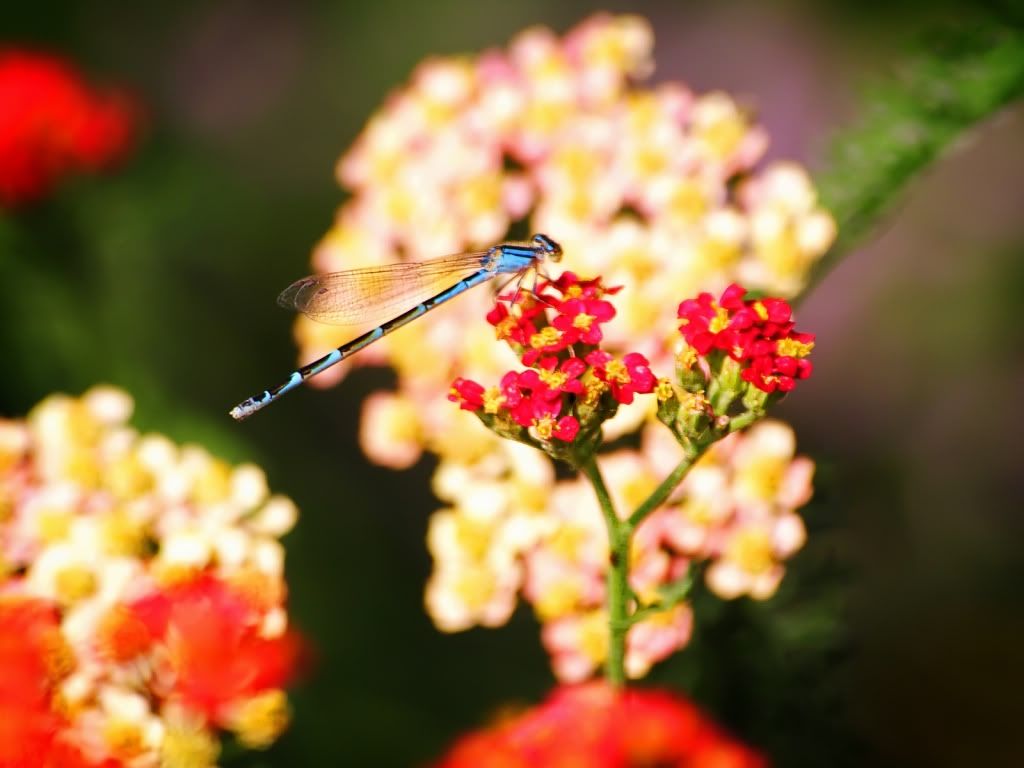 animal_0061.jpg