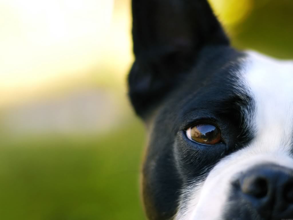 animal_0062.jpg
