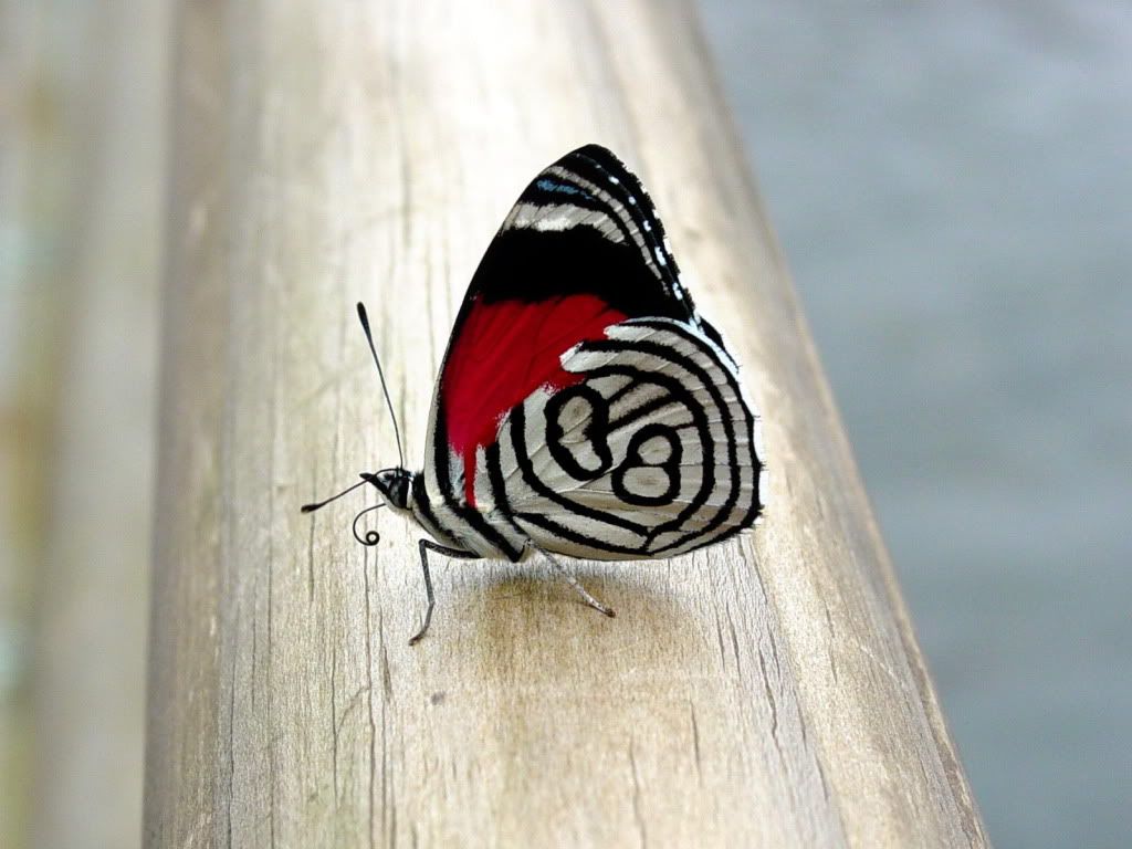 animal_0065.jpg