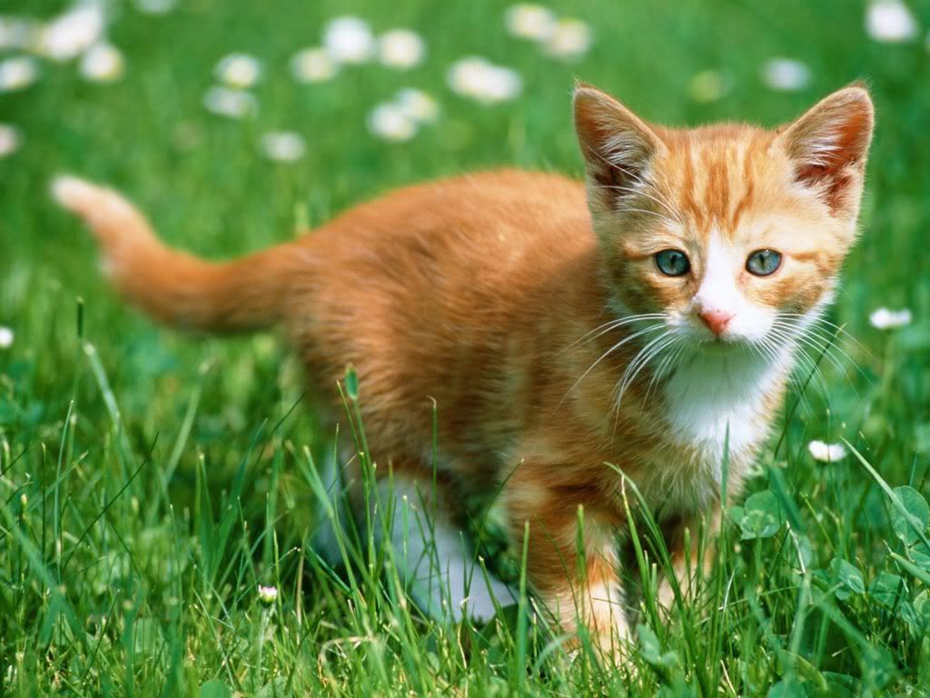 animal_0067.jpg