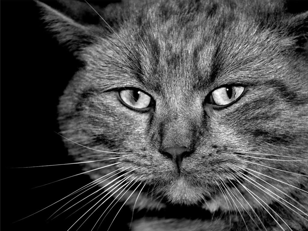 animal_0068.jpg
