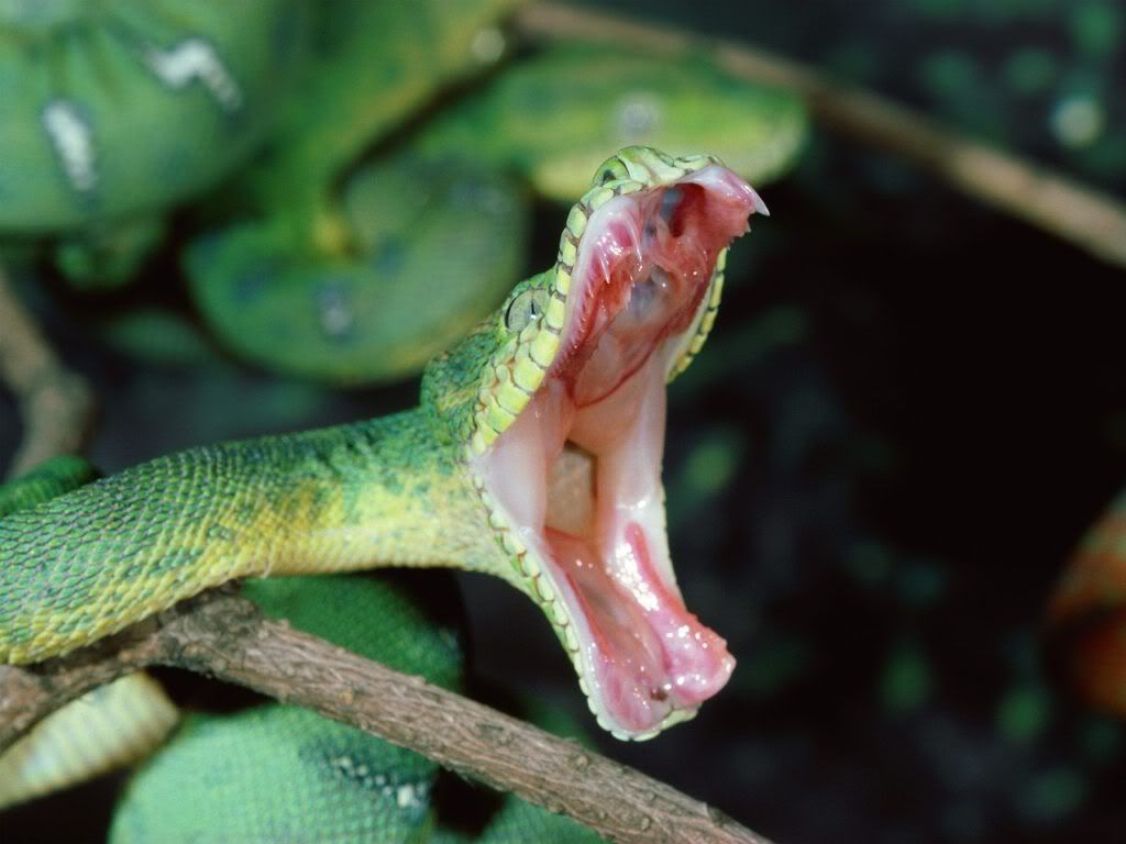 animal_0070.jpg