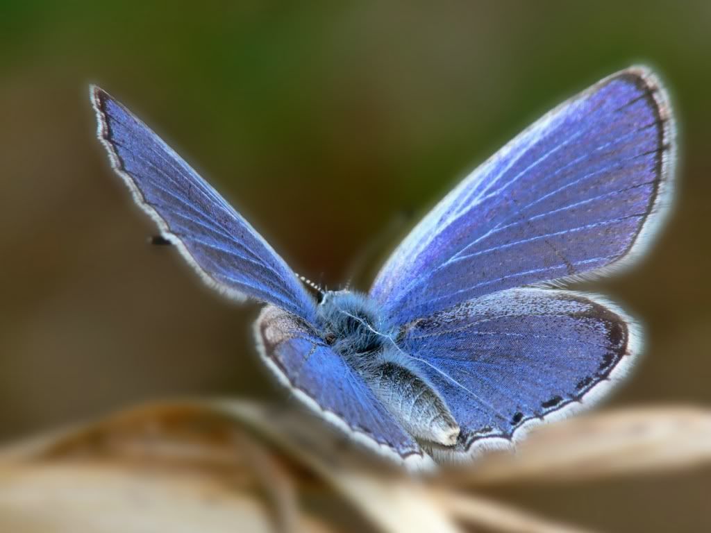animal_0071.jpg