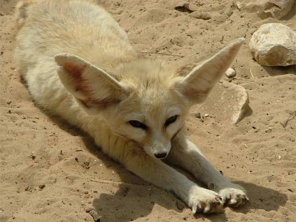 animal_0072.jpg