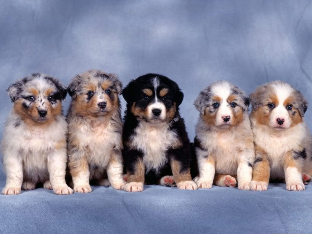 animal_0073.jpg