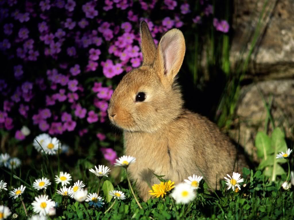 animal_0074.jpg
